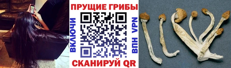 mega как зайти  наркошоп  Махачкала  Псилоцибиновые грибы GOLDEN TEACHER 